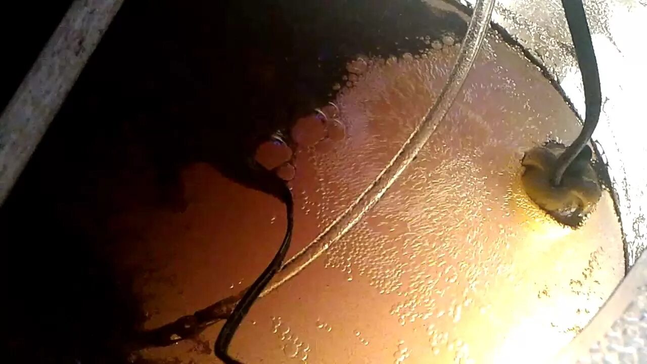 Артемия разведение. Рачки artemia в аквариуме. Артемия в банке. Разведение артемии. Размножение артемии.