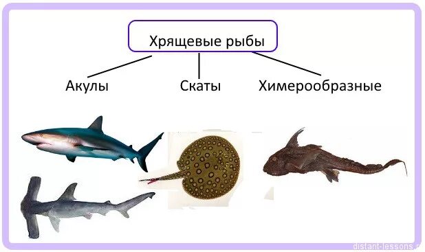 Хрящевые рыбы 5 класс. Класс хрящевые рыбы отряды. Классификация рыб хрящевые и костные. Отряды костных рыб схема. Класс хрящевые рыбы представители.