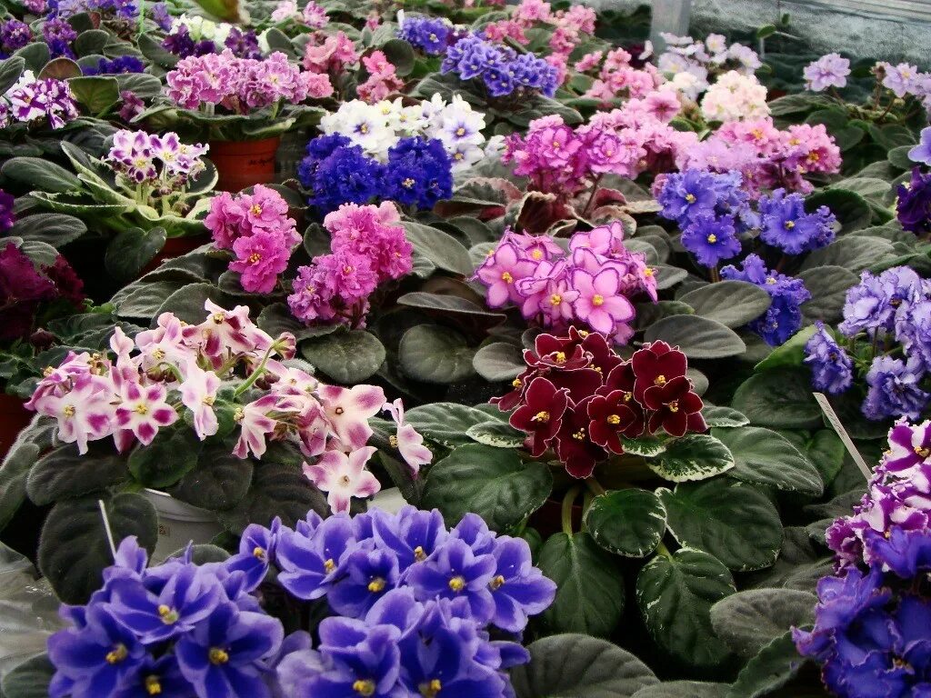 Saintpaulia 'Top Dark Blue' - African violet Violet plant, African violets plant