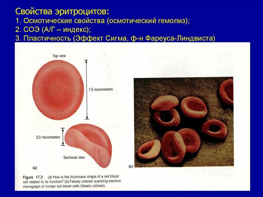 Форма эритроцитов человека