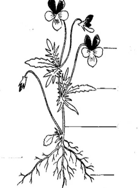 Строение цветковых рисунок. Схема строения цветкового растения. Органы растений фиалка трехцветная. Фиалка трехцветная биология. Фиалка трёхцветная побег.