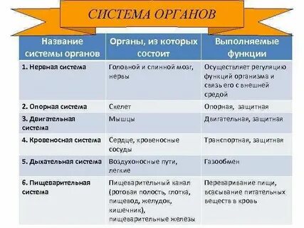 Названия систем организма человека