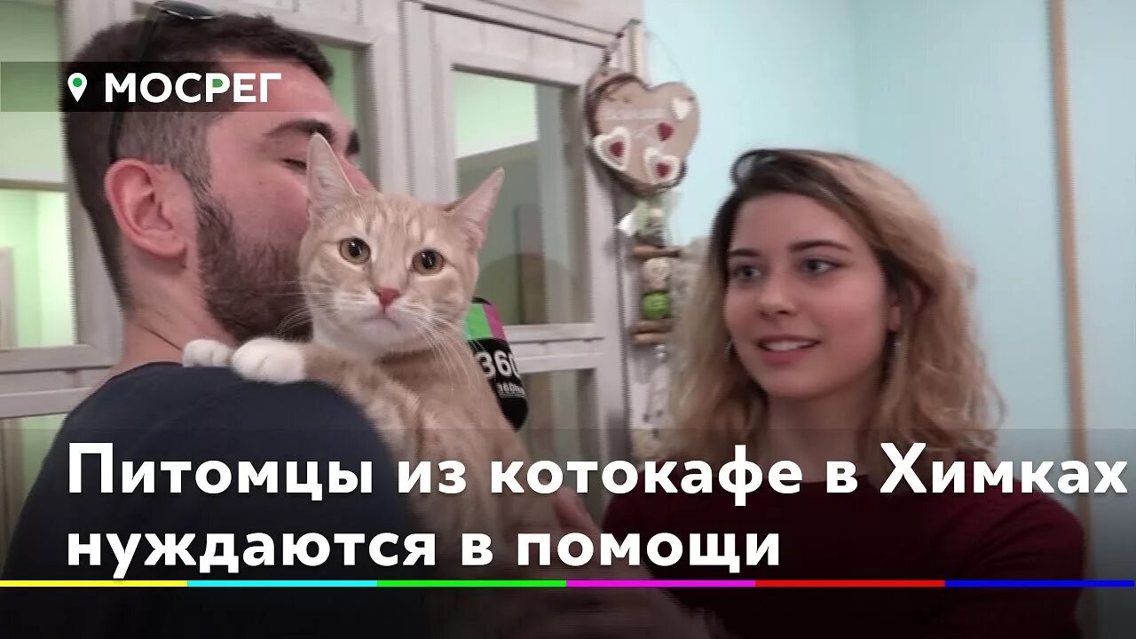 Котокафе котовский пермь. Муркино котокафе. Муркино котокафе. Котокафе химки. Котокафе в москве китай город.