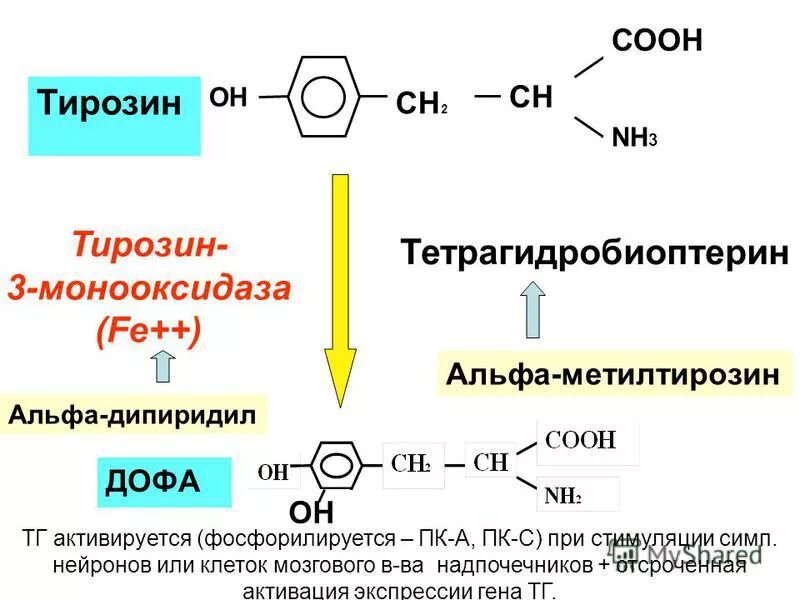 тирозиназа. тирозин гидроксифенилпируват гомогентизиновая кислота. что такое тирозин. тирозин аминокислота. что такое тирозин.