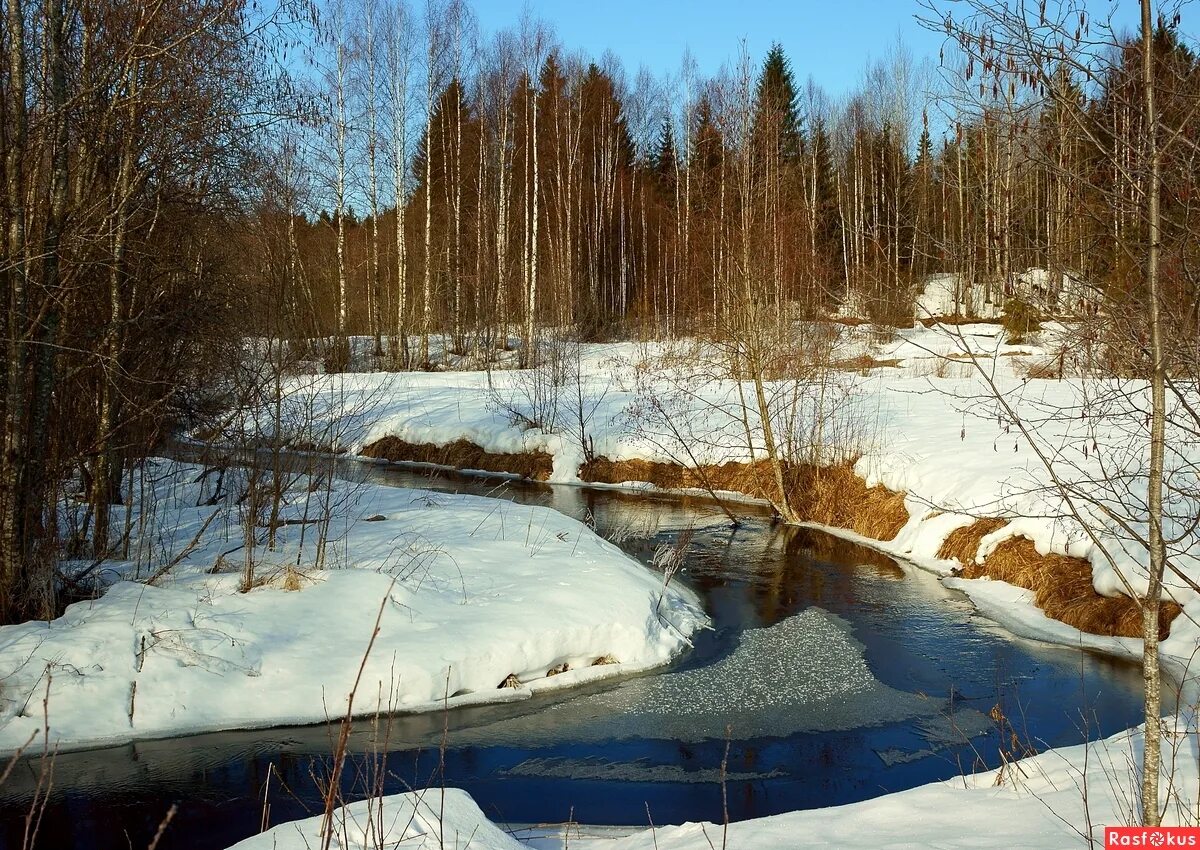 высказывания про апрель. когда начнется апрель. апрель природа. весенние птички.