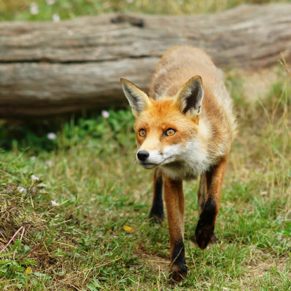 Кьют Фокс. Фото лисы. Дикая лиса. Лисы фото красивые. Fox 50