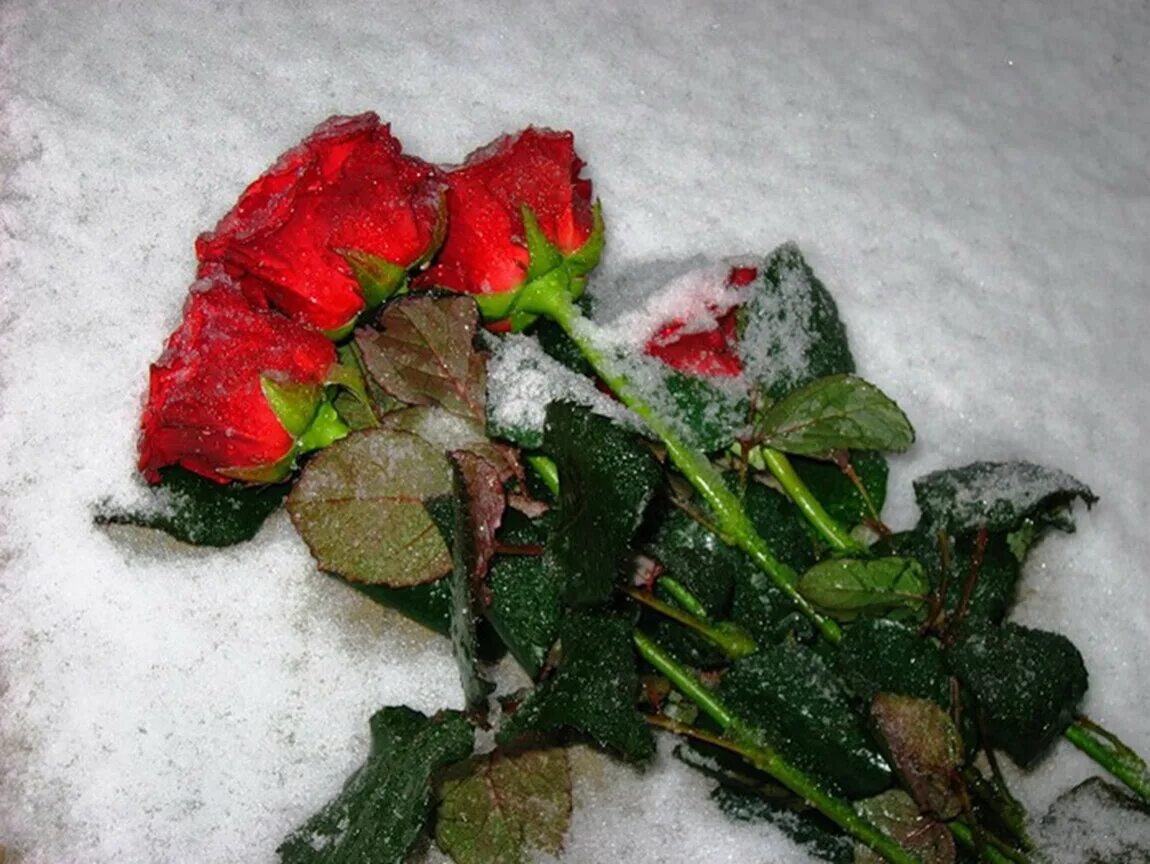 Красные цветы зимние розы. Букет роз на снегу. Букет роз зимой. Заснеженный букет роз. Розы на морозе букет.