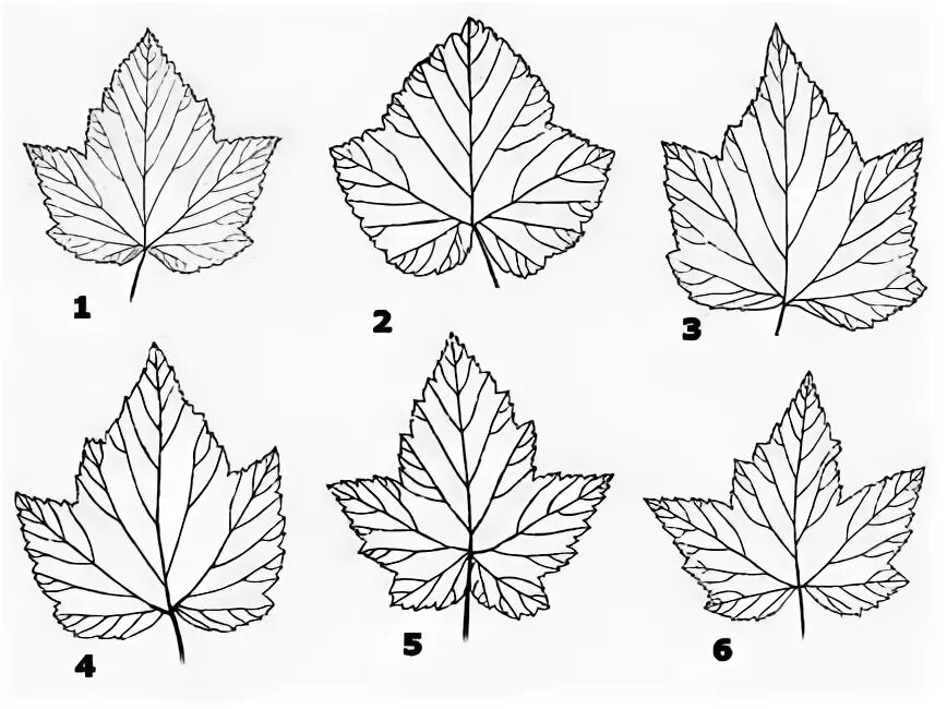 Калина форма листьев. Форма листа смородины черной смородины. Лист смородины трафарет. Форма листьев смородины. Лист смородины схема.