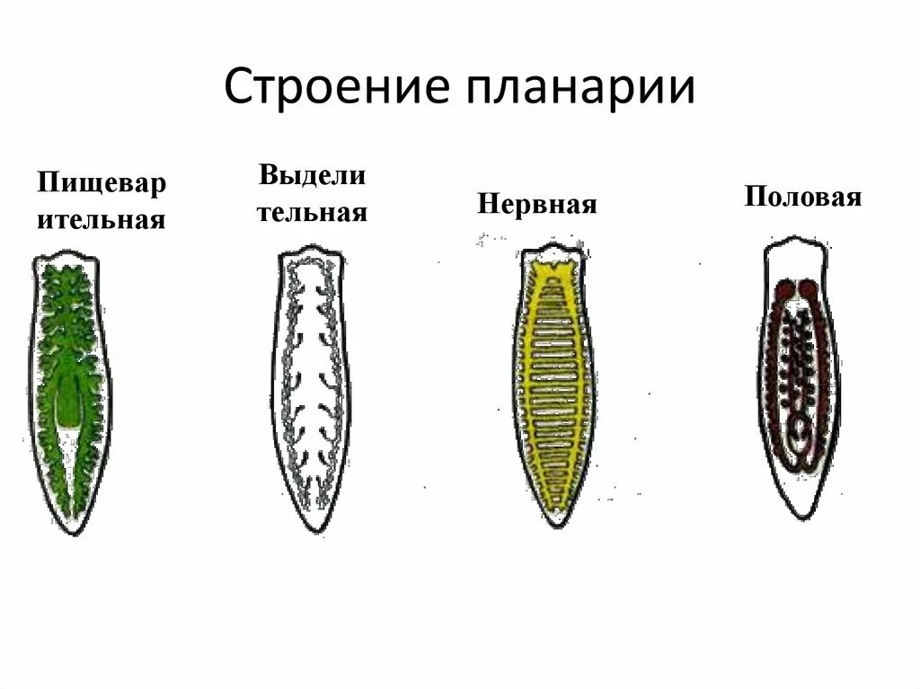 Внутреннее строение плоских. Пищеварительная система молочной планарии. Пищеварительная система плоских червей паразитов. Ресничные черви строение. Система органов плоских червей 7.