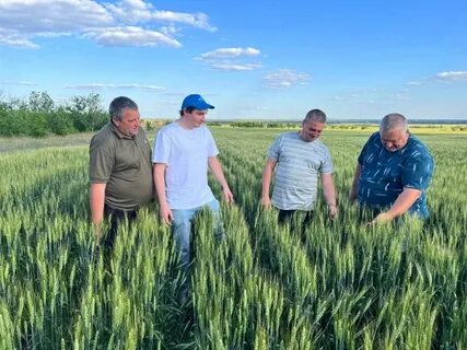 Погода коростино волгоградской