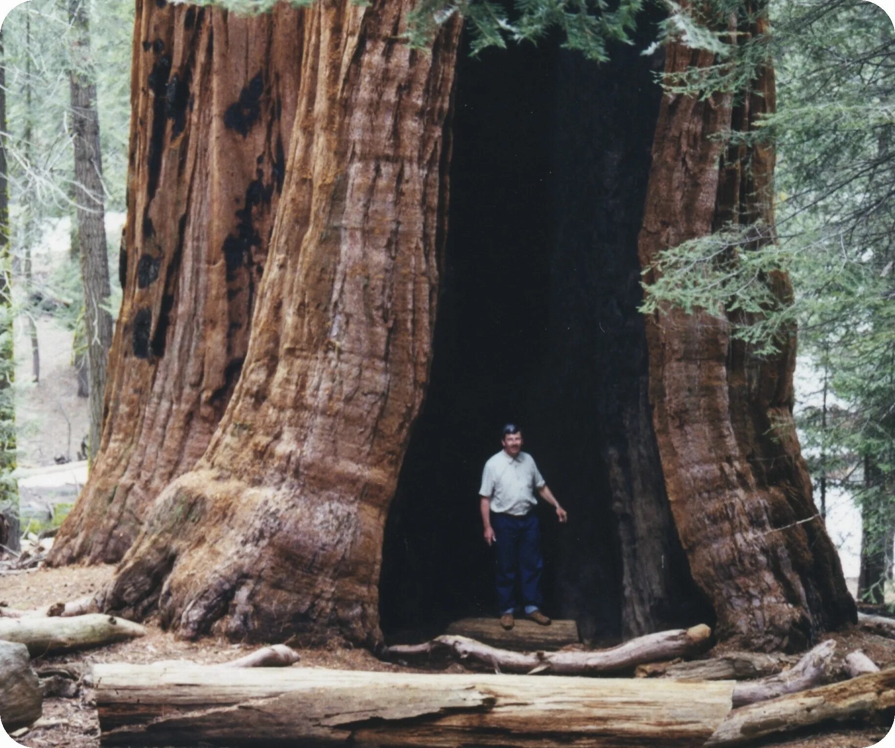 Секвойя дерево. Самое большое дерево в мире Секвойя. Калифорнийская Секвойя Гиперион. Секвойя дерево самое толстое дерево.