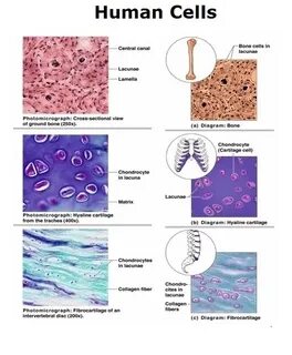 Human cell
