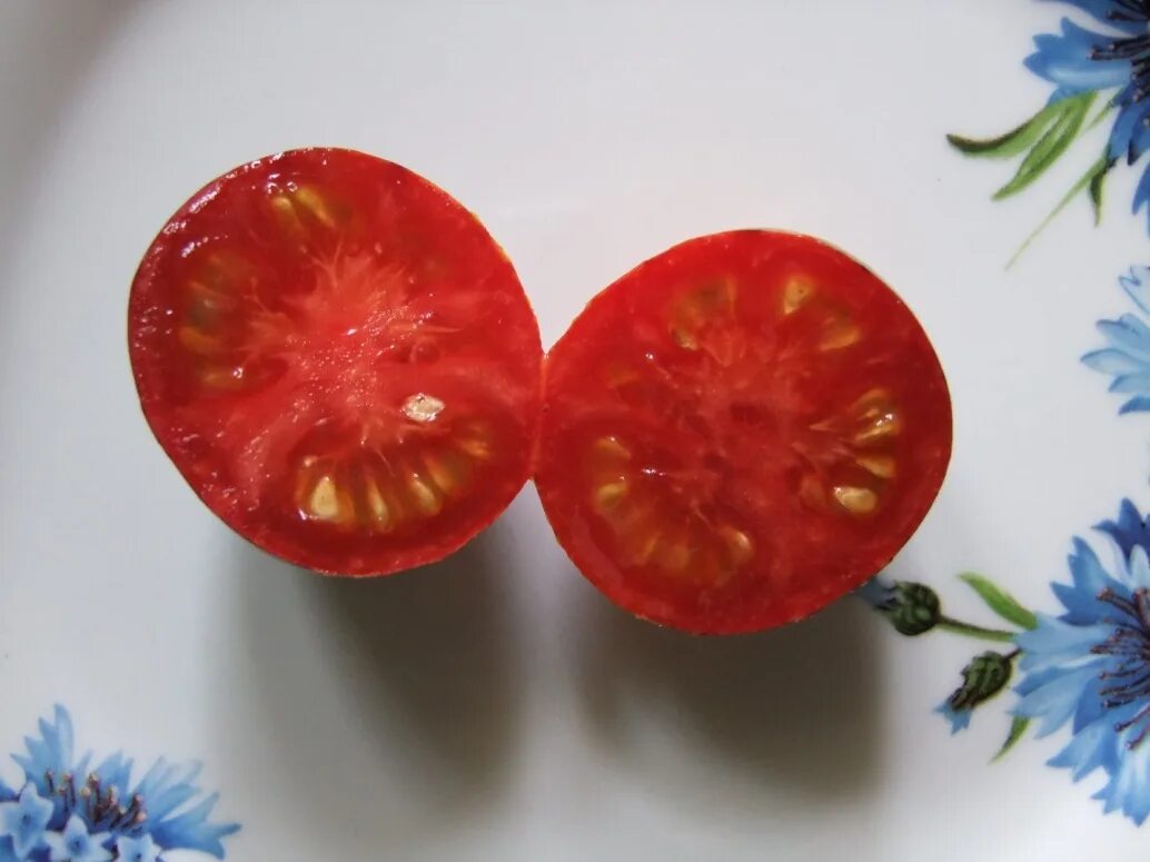 Томат 169. Сорт томатов Гаргамель. Томат Арктическая вишня. Гармагель томат. Гаргамель томат куст.