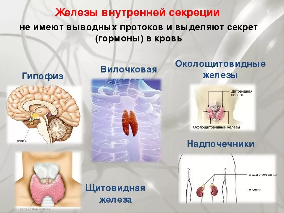 Рис 59 железы внутренней секреции. Железы внутренней секреции щитовидная железа. Функции желез внутренней секреции эндокринные. Железы внутренней секреции выводных протоков. Железы смешанной секреции имеют протоки