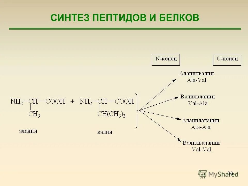 синтез полипептида происходит