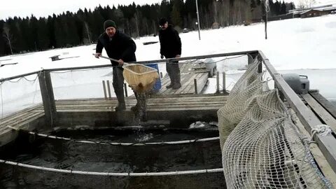 Живая форель для зарыбления