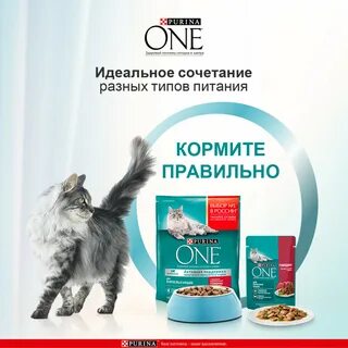 Корм влажный для котят purina