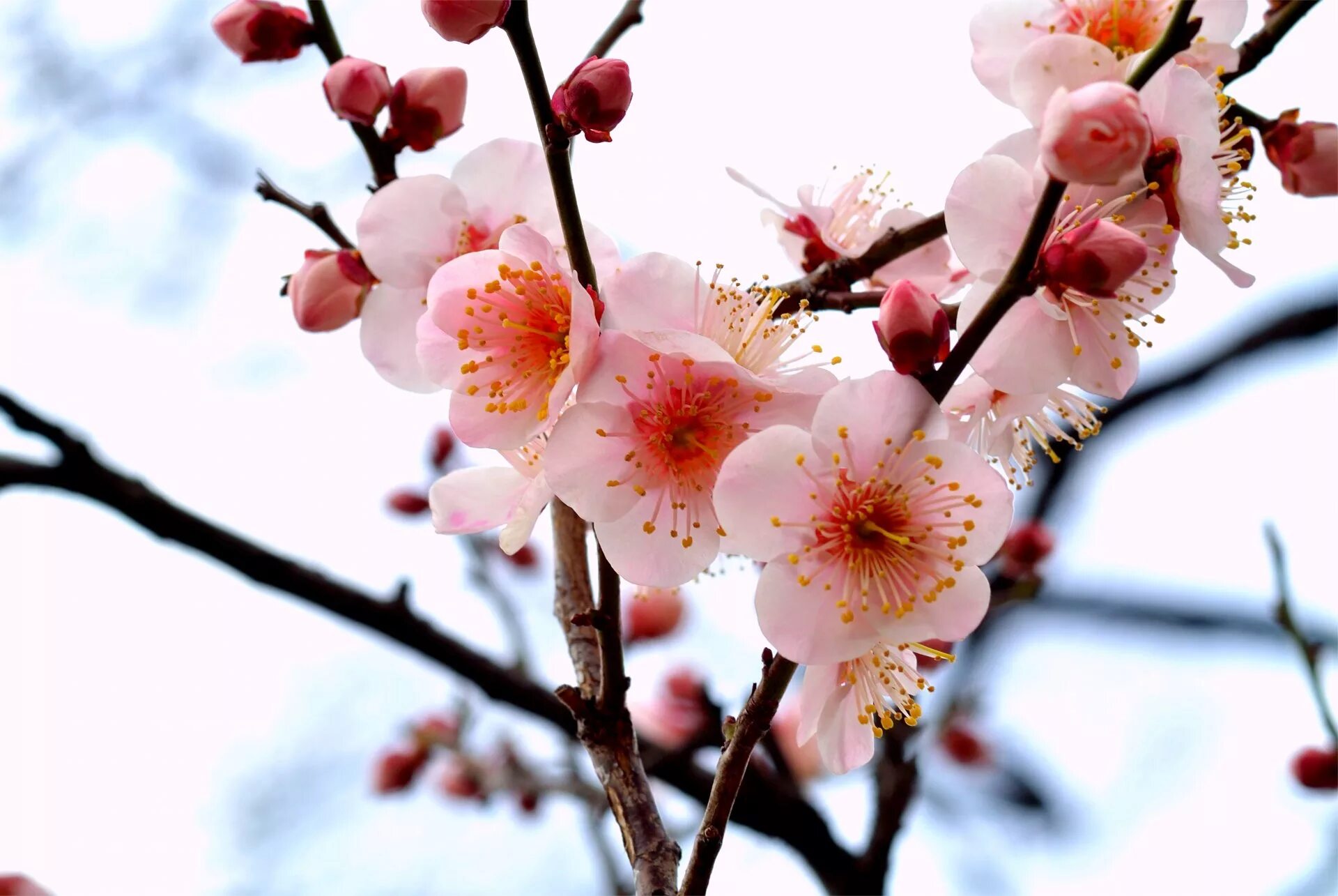 Японская слива Умэ. Сакура абрикос. Цветущая ветка Сакуры. Ветка цветущей сакуры