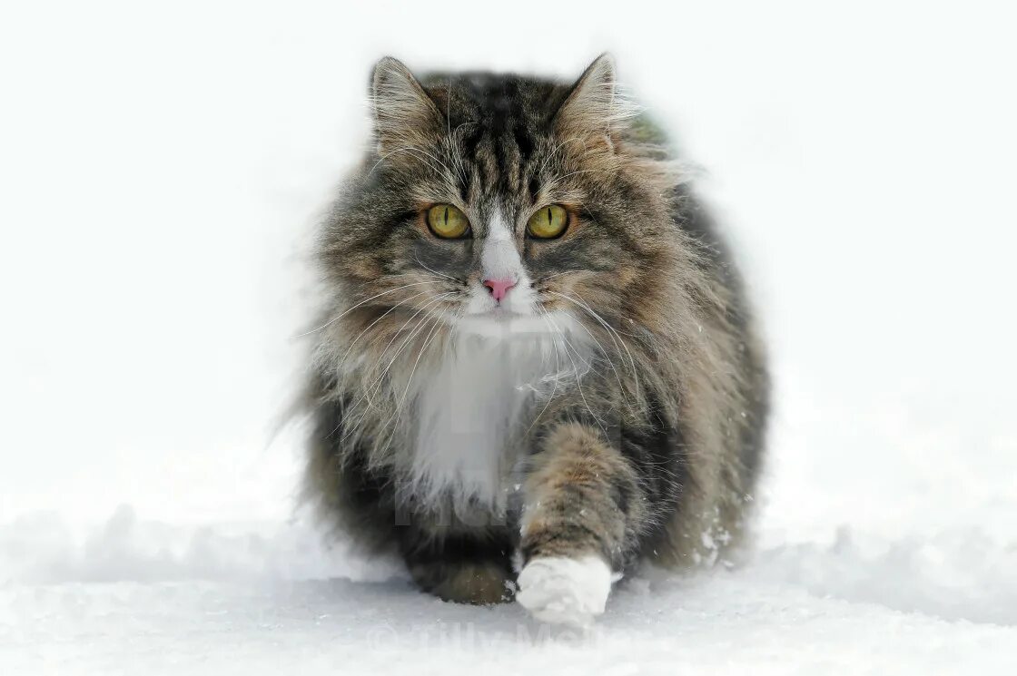 Лесная кошка купить. Норвежский Лесной кот короткошерстный. Норвежская Лесная кошка табби. Норвежская Лесная кошка тигровый. Норвежская Лесная кошка вислоухая.