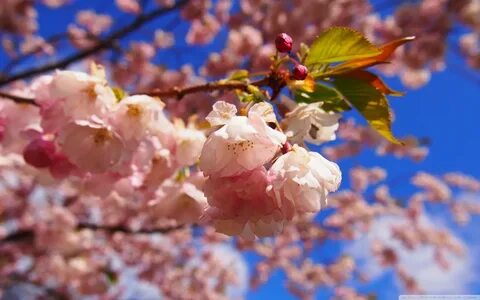 Spring begins