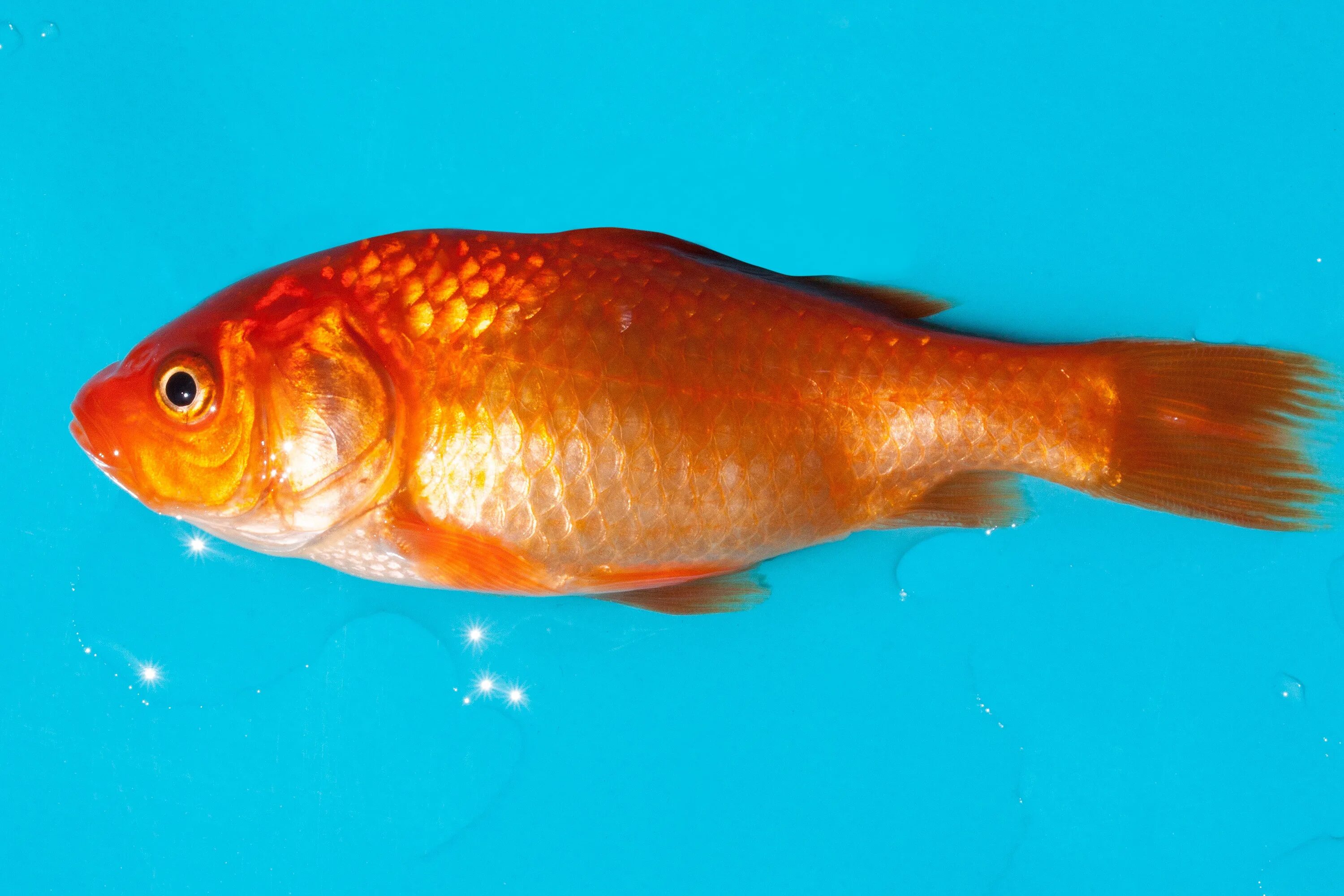 Рыбка золотого цвета. Золотая Офра рыба. Золотая Орфа рыба. Золотая рыбка Пресноводная. Оранжевая рыба.