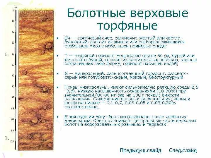 Болотные торфяно глеевые. Торфяные почвы почвенные профили. Почвенный профиль торфяно. Болотные почвы горизонты. Болотные торфяные почвы.