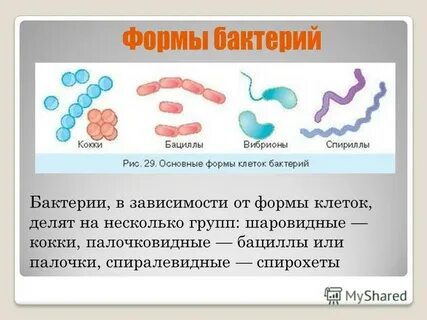 Какая группа бактерий