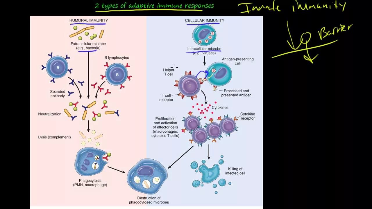 Механизм клеточного иммунитета схема. Клеточный иммунитет иммунология. Схема иммунного ответа на инфекцию. Клеточный иммунитет процесс. Количество иммунных клеток