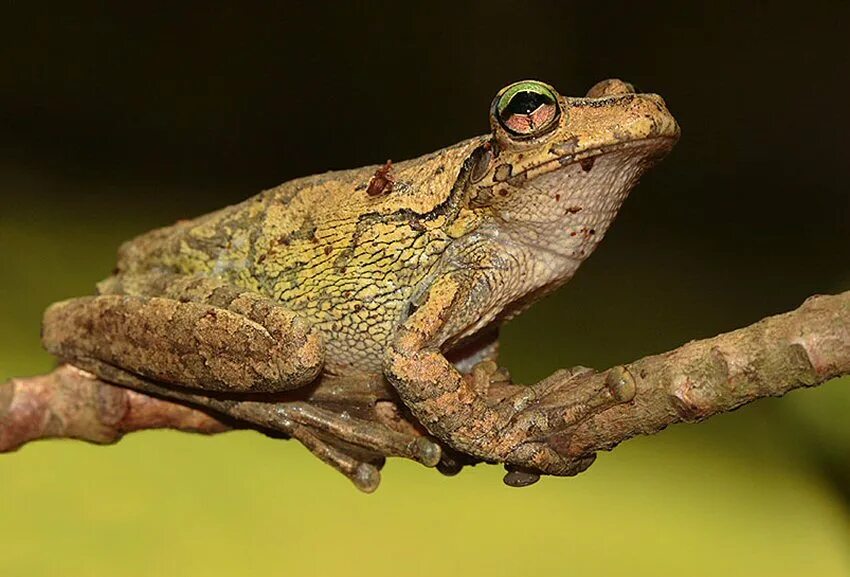лягушка коровница. жаба серая ведет преимущественно ночной образ. Toad butt. жаба обыкновенная коровница. обыкновенная жаба (bufo bufo).