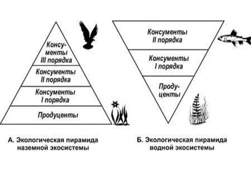 Консументов в экосистеме.. Роль консументов в экосистеме. Консументы леса. Первичные консументы.