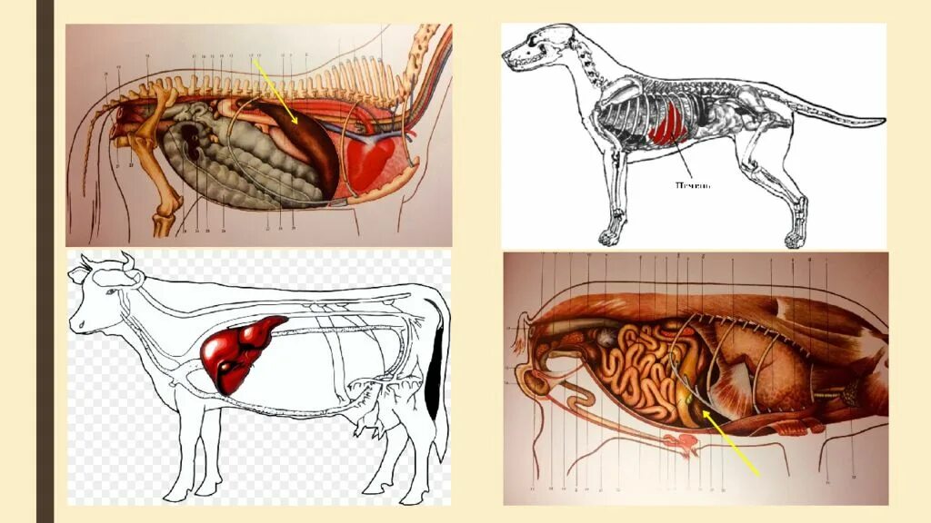 Топография печени коровы. Расположение печени у животных. Анатомическое строение печени животных. Увеличенная печень у собаки