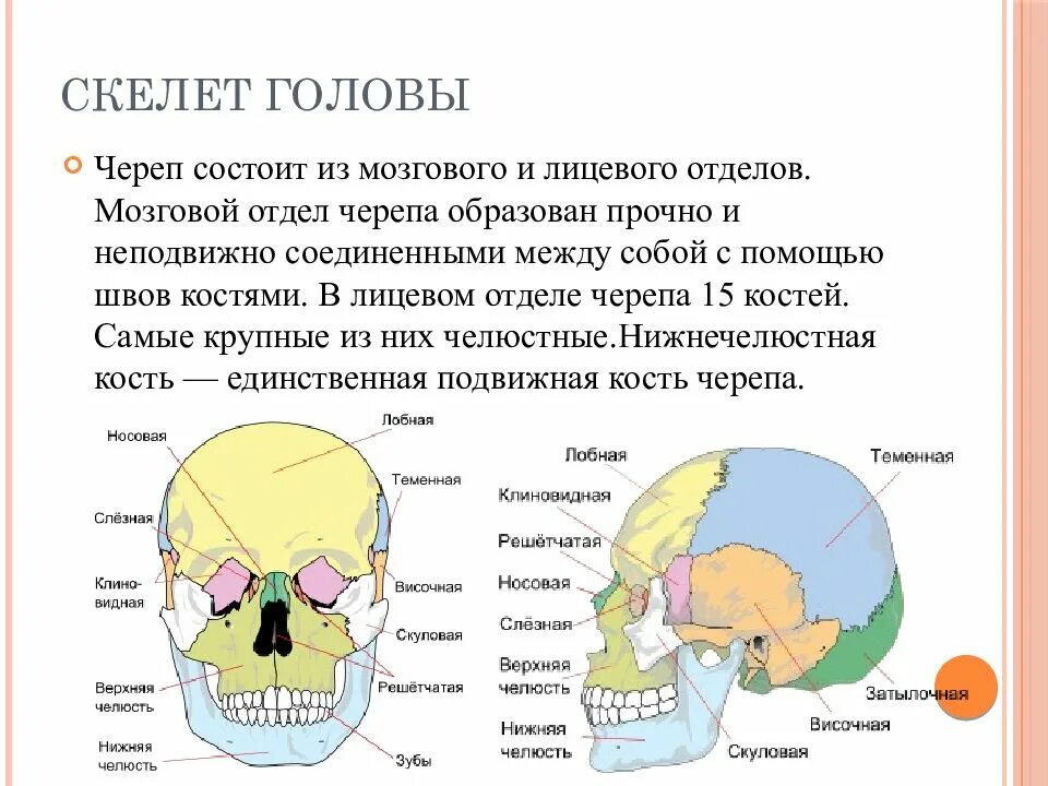 Кости мозгового черепа строение. Скелет головы мозговой отдел кости. Строение мозгового отдела черепа человека. Скелет мозговой и лицевой отделы черепа человека. Кости черепа мозговой отдел и лицевой отдел.