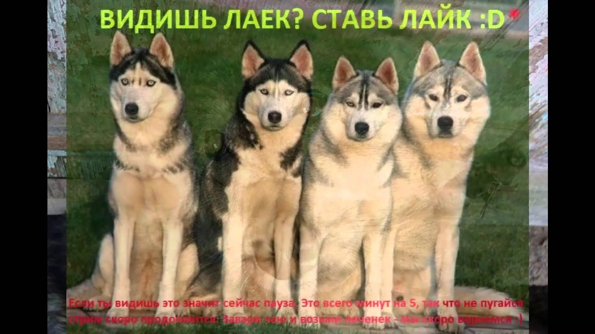 Лайки для презентации. Восточносибирская лайка лайки. Восточносибирская лайка лайки. Собака лайка на цепи. Как будет лайки по английски.