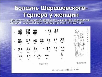 Кариотип и фенотип