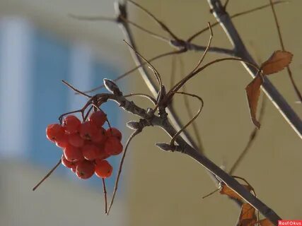 Ягоды рябины усыпали ветки деревьев