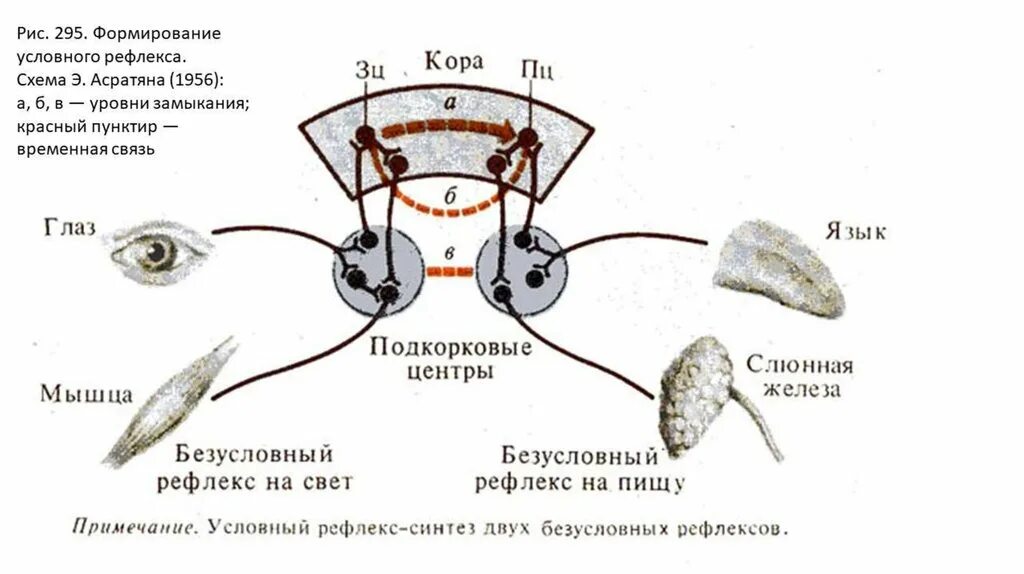 Механизм образования условного рефлекса схема. Схема образования временной связи условного рефлекса по Павлову. Схема формирования условного рефлекса по Павлову Анохину. Схема формирования условного рефлекса и.п.Павлова.