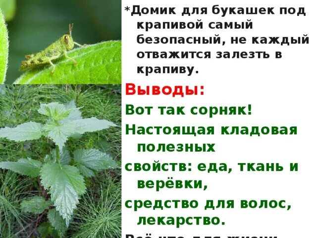 Крапива и розовый куст смысл притчи. Крапива и розовый куст смысл притчи