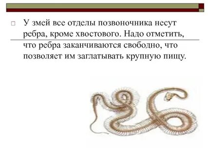 Значение скелета змеи