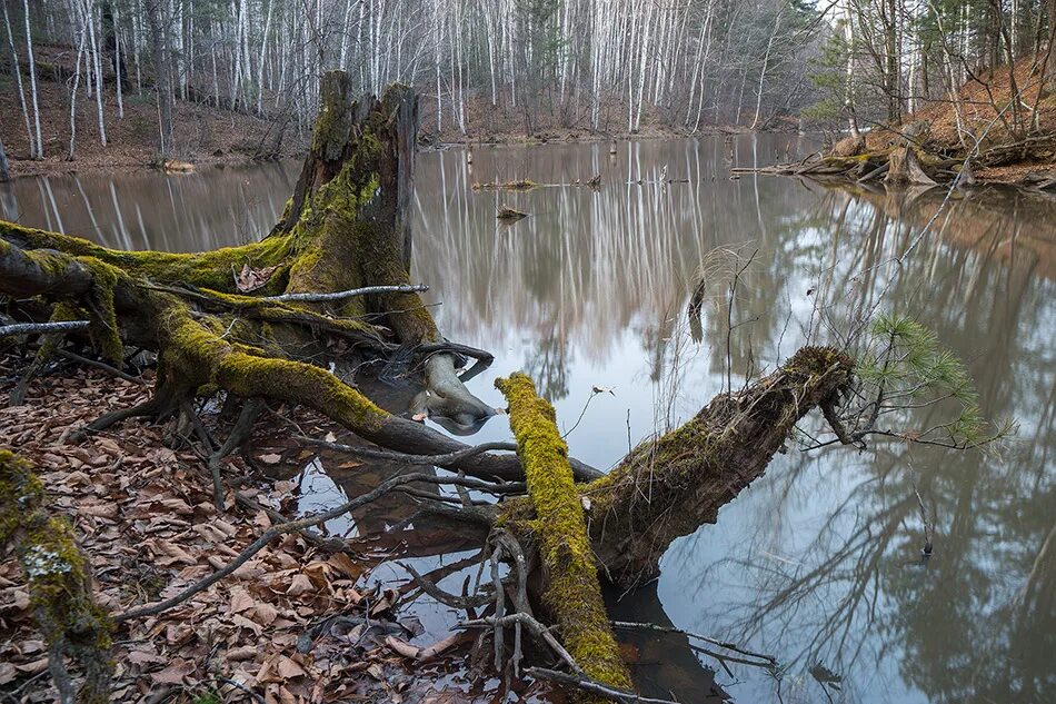 болотное царство. болотное царство баклаши где находится. заболоченность рязанской области. фантастическое болото. болотное царство баклаши.