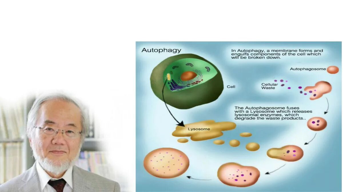 Аутофагия. Аутофагия клетки. Механизм аутофагии. Аутофагия это в биологии. Голод клеток