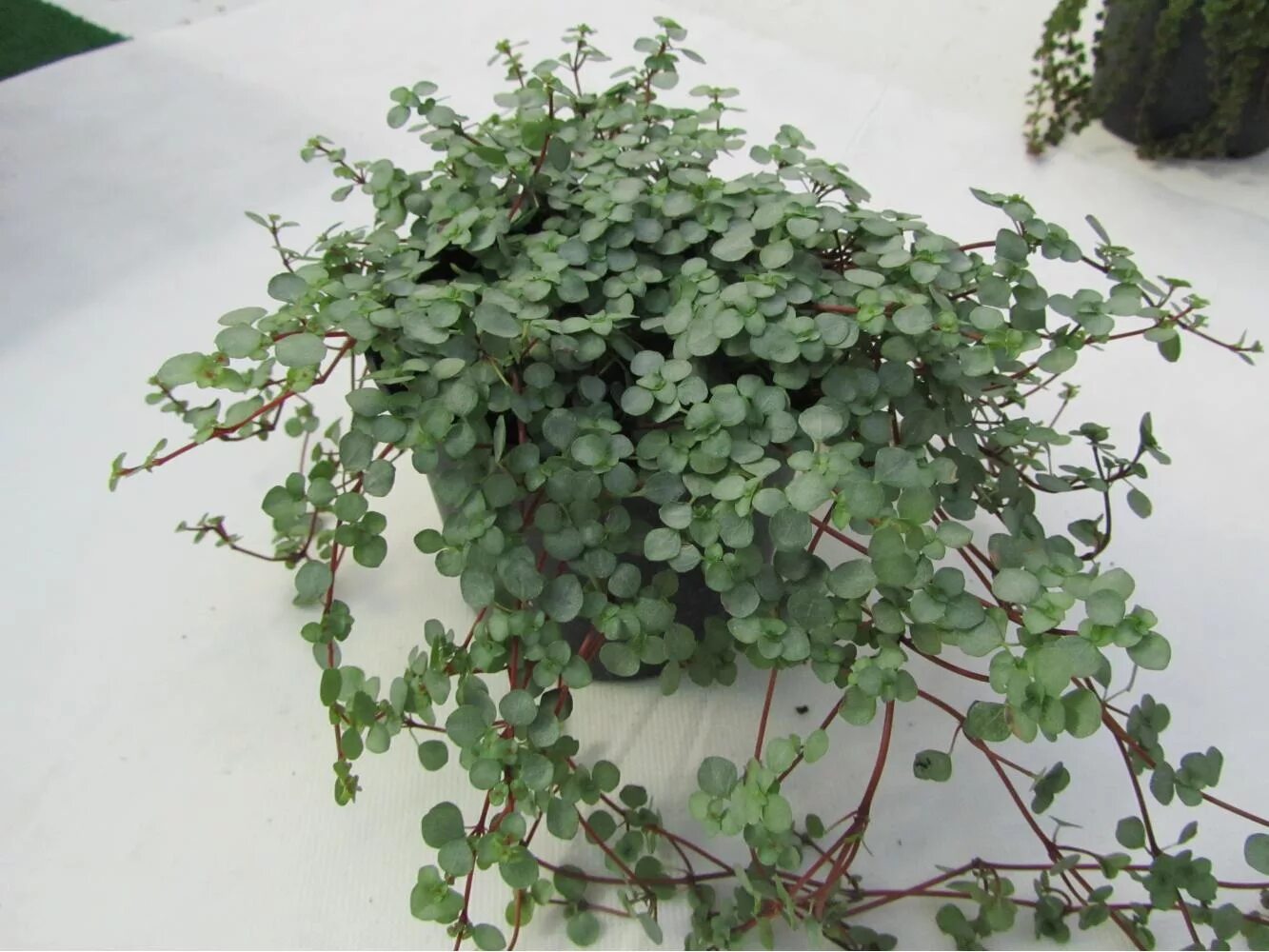 Пилея мелколистная уход. Пилея Депресса (Pilea depressa). Пилея microphylla. Пилея толстолистная. Пилея мелколистная (Pilea microphylla)..