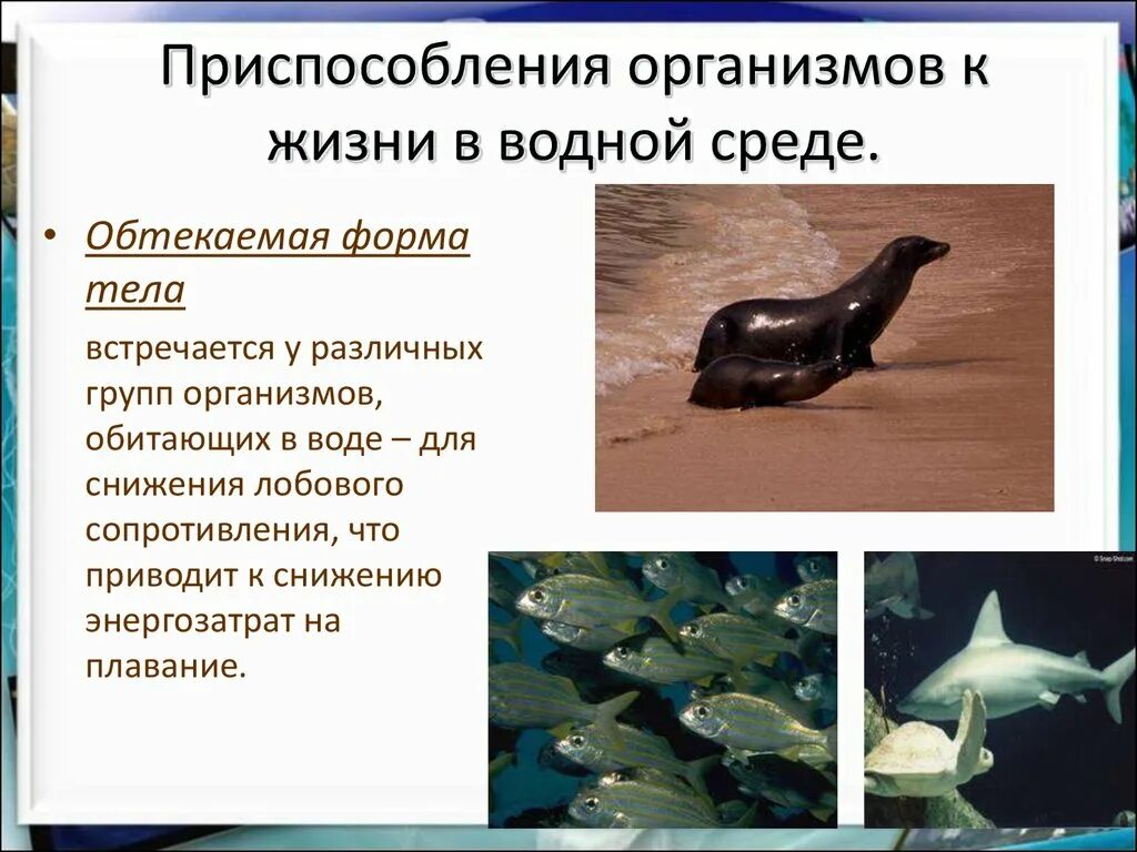 Какие животные приспособились к жизни. Приспособления водной среды обитания приспособленность организмов. Приспособления организмов к жизни в водной среде. Приспособления к жизни в воде. Приспособление к жизни в водной среде обитания.