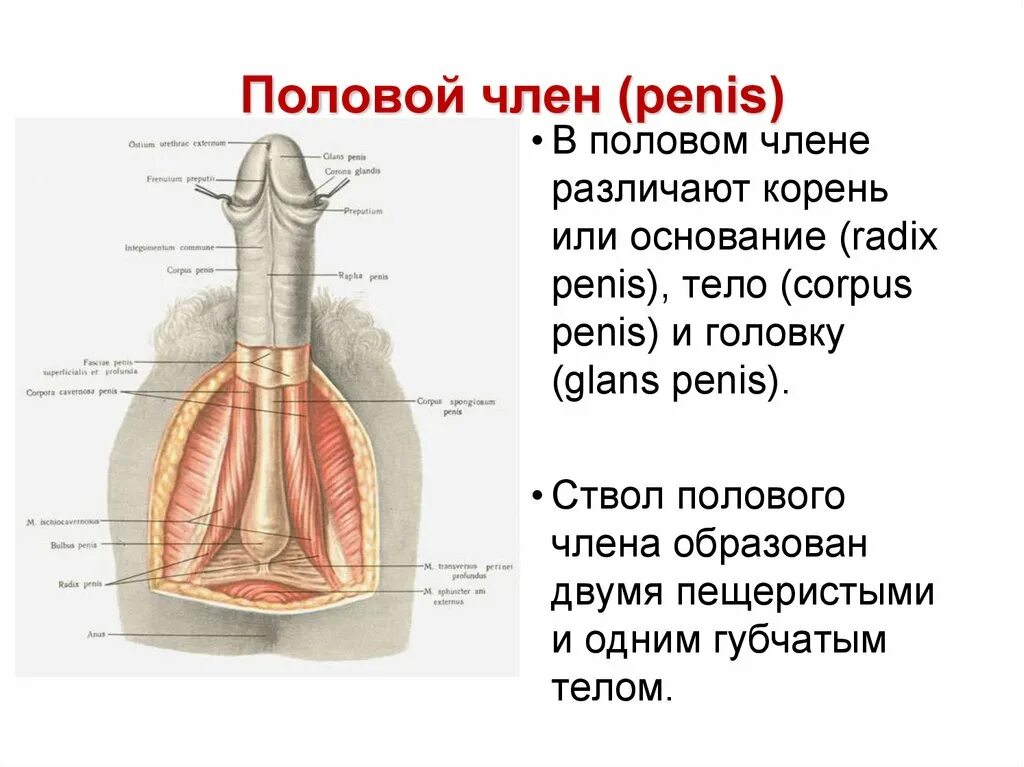 Половому Члену