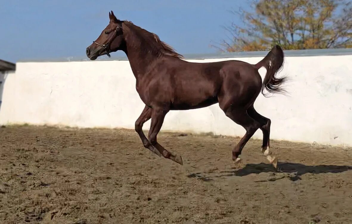 прокатная лошадь фото в рост. Ps of sweden jump off revolution. защита двух коней. лошадь 3d. лошадь фото ее волос.