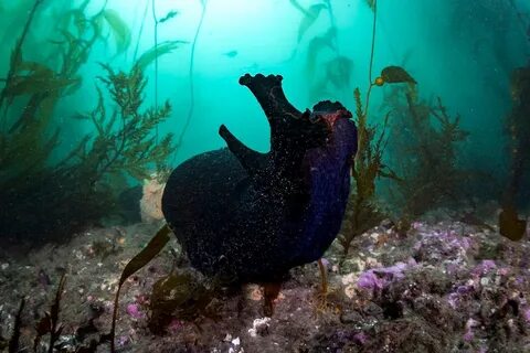 Черный морской