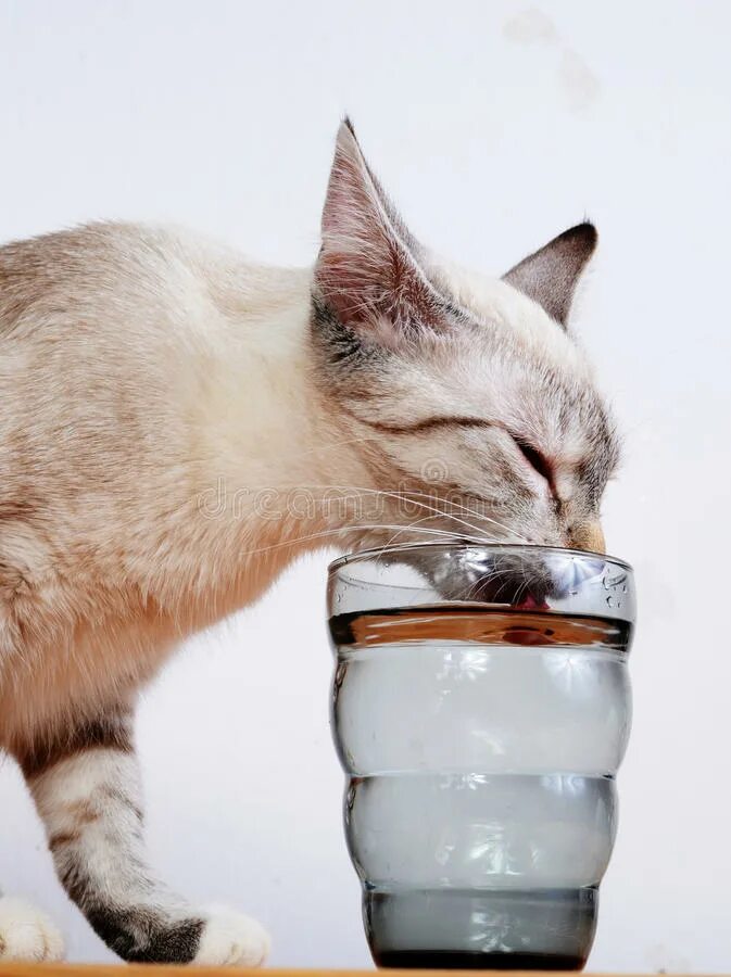 The cat drunk its milk