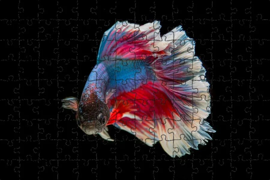 Pin by Angela on Beautiful Betta Fish!!! Betta fish, Betta, Fish pet