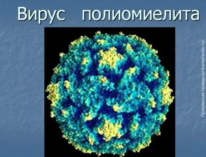 Полиомиелит микробиология