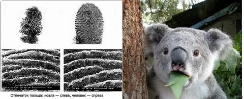 Следы какого зверя похожи на человеческие