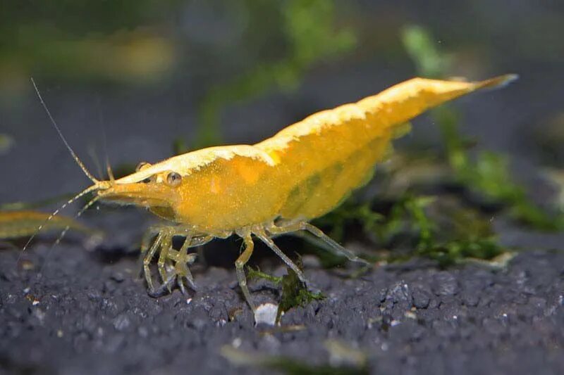 К какой группе организмов относится креветка. Неокаридина желтый неон. Жёлтая креветка неокаридина. Неокаридина желтая неоновая. Креветка желтый неон.